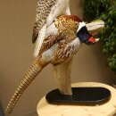 Gyrfalcon with a hazel grouse as a taxidermy specimen; falcon taxidermy specimen; taxidermy with a permit for sale