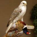 Gyrfalcon with a hazel grouse as a taxidermy specimen; falcon taxidermy specimen; taxidermy with a permit for sale
