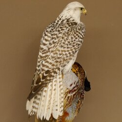 Gyrfalcon with a hazel grouse as a taxidermy specimen; falcon taxidermy specimen; taxidermy with a permit for sale