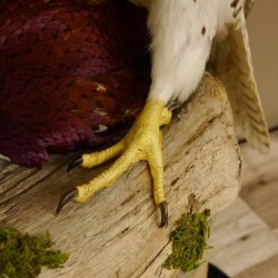 Gyrfalcon with a hazel grouse as a taxidermy specimen; falcon taxidermy specimen; taxidermy with a permit for sale