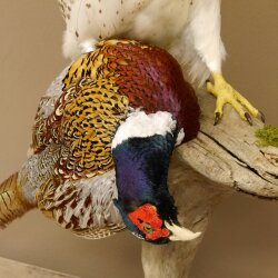 Gyrfalcon with a hazel grouse as a taxidermy specimen; falcon taxidermy specimen; taxidermy with a permit for sale