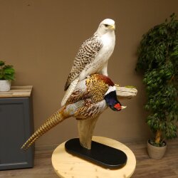 Gyrfalcon with a hazel grouse as a taxidermy specimen; falcon taxidermy specimen; taxidermy with a permit for sale