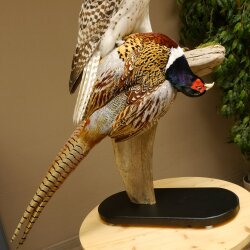Gyrfalcon with a hazel grouse as a taxidermy specimen; falcon taxidermy specimen; taxidermy with a permit for sale