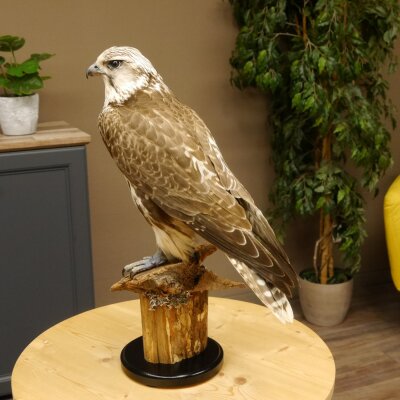 Faucon gerfaut avec une gélinotte des bois comme proie - Faucon empaillé - Taxidermie - Autorisation de vente