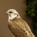 Faucon gerfaut avec une gélinotte des bois comme proie - Faucon empaillé - Taxidermie - Autorisation de vente