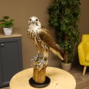 Faucon gerfaut avec une gélinotte des bois comme proie - Faucon empaillé - Taxidermie - Autorisation de vente