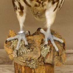 Faucon gerfaut avec une gélinotte des bois comme proie - Faucon empaillé - Taxidermie - Autorisation de vente