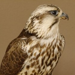 Faucon gerfaut avec une gélinotte des bois comme proie - Faucon empaillé - Taxidermie - Autorisation de vente