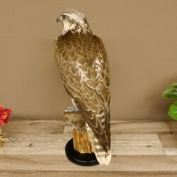 Faucon gerfaut avec une gélinotte des bois comme proie - Faucon empaillé - Taxidermie - Autorisation de vente