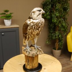 Faucon gerfaut avec une gélinotte des bois comme proie - Faucon empaillé - Taxidermie - Autorisation de vente