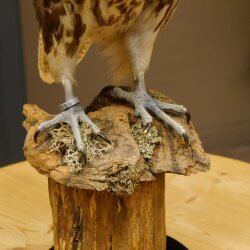 Faucon gerfaut avec une gélinotte des bois comme proie - Faucon empaillé - Taxidermie - Autorisation de vente