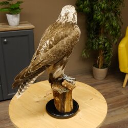 Faucon gerfaut avec une gélinotte des bois comme proie - Faucon empaillé - Taxidermie - Autorisation de vente