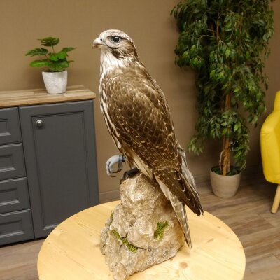 Faucon gerfaut avec une gélinotte des bois comme proie - Faucon empaillé - Taxidermie - Autorisation de vente