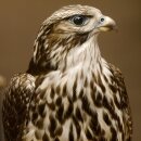 Faucon gerfaut avec une gélinotte des bois comme proie - Faucon empaillé - Taxidermie - Autorisation de vente
