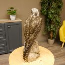 Faucon gerfaut avec une gélinotte des bois comme proie - Faucon empaillé - Taxidermie - Autorisation de vente