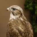 Faucon gerfaut avec une gélinotte des bois comme proie - Faucon empaillé - Taxidermie - Autorisation de vente
