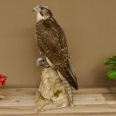 Faucon gerfaut avec une gélinotte des bois comme proie - Faucon empaillé - Taxidermie - Autorisation de vente