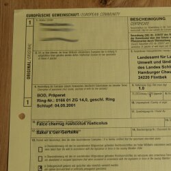 Faucon gerfaut avec une gélinotte des bois comme proie - Faucon empaillé - Taxidermie - Autorisation de vente