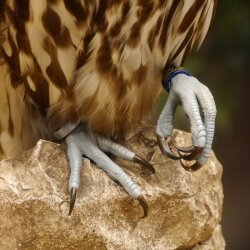 Faucon gerfaut avec une gélinotte des bois comme proie - Faucon empaillé - Taxidermie - Autorisation de vente
