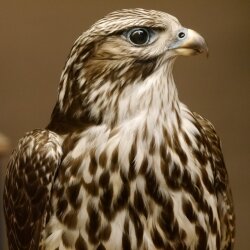 Faucon gerfaut avec une gélinotte des bois comme proie - Faucon empaillé - Taxidermie - Autorisation de vente