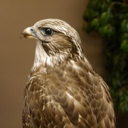 Faucon gerfaut avec une gélinotte des bois comme proie - Faucon empaillé - Taxidermie - Autorisation de vente
