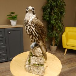 Faucon gerfaut avec une gélinotte des bois comme proie - Faucon empaillé - Taxidermie - Autorisation de vente