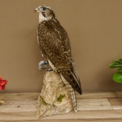 Faucon gerfaut avec une gélinotte des bois comme proie - Faucon empaillé - Taxidermie - Autorisation de vente