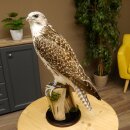 Faucon gerfaut avec une gélinotte des bois comme proie - Faucon empaillé - Taxidermie - Autorisation de vente