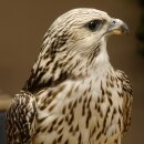 Faucon gerfaut avec une gélinotte des bois comme proie - Faucon empaillé - Taxidermie - Autorisation de vente