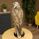 Faucon gerfaut avec une gélinotte des bois comme proie - Faucon empaillé - Taxidermie - Autorisation de vente
