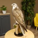 Faucon gerfaut avec une gélinotte des bois comme proie - Faucon empaillé - Taxidermie - Autorisation de vente