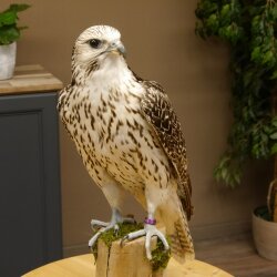 Faucon gerfaut avec une gélinotte des bois comme proie - Faucon empaillé - Taxidermie - Autorisation de vente