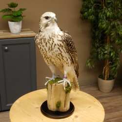 Faucon gerfaut avec une gélinotte des bois comme proie - Faucon empaillé - Taxidermie - Autorisation de vente