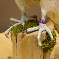 Faucon gerfaut avec une gélinotte des bois comme proie - Faucon empaillé - Taxidermie - Autorisation de vente