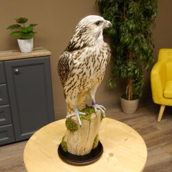 Faucon gerfaut avec une gélinotte des bois comme proie - Faucon empaillé - Taxidermie - Autorisation de vente