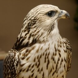 Faucon gerfaut avec une gélinotte des bois comme proie - Faucon empaillé - Taxidermie - Autorisation de vente