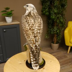 Faucon gerfaut avec une gélinotte des bois comme proie - Faucon empaillé - Taxidermie - Autorisation de vente
