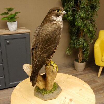 Faucon gerfaut avec une gélinotte des bois comme proie - Faucon empaillé - Taxidermie - Autorisation de vente