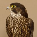 Faucon gerfaut avec une gélinotte des bois comme proie - Faucon empaillé - Taxidermie - Autorisation de vente