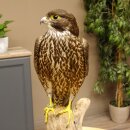Faucon gerfaut avec une gélinotte des bois comme proie - Faucon empaillé - Taxidermie - Autorisation de vente