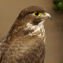 Faucon gerfaut avec une gélinotte des bois comme proie - Faucon empaillé - Taxidermie - Autorisation de vente