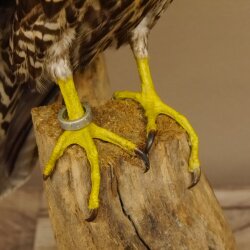 Faucon gerfaut avec une gélinotte des bois comme proie - Faucon empaillé - Taxidermie - Autorisation de vente