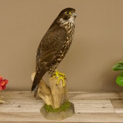 Faucon gerfaut avec une gélinotte des bois comme proie - Faucon empaillé - Taxidermie - Autorisation de vente