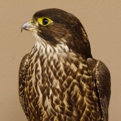 Faucon gerfaut avec une gélinotte des bois comme proie - Faucon empaillé - Taxidermie - Autorisation de vente