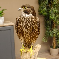 Faucon gerfaut avec une gélinotte des bois comme proie - Faucon empaillé - Taxidermie - Autorisation de vente