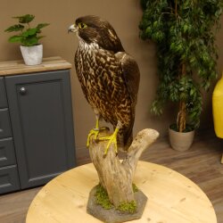 Faucon gerfaut avec une gélinotte des bois comme proie - Faucon empaillé - Taxidermie - Autorisation de vente