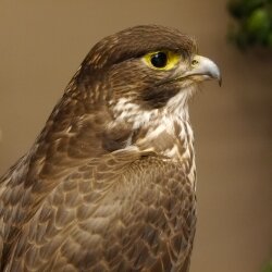 Faucon gerfaut avec une gélinotte des bois comme proie - Faucon empaillé - Taxidermie - Autorisation de vente