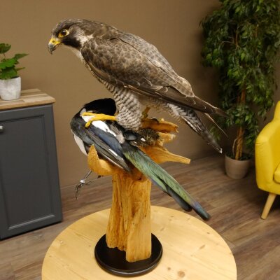 Halcón peregrino disecado macho sobre pedestal con permiso para la venta