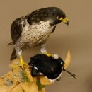 Halcón peregrino disecado macho sobre pedestal con...