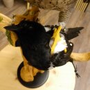 Halcón peregrino disecado macho sobre pedestal con permiso para la venta